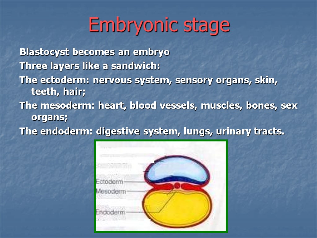 Embryonic stage Blastocyst becomes an embryo Three layers like a sandwich: The ectoderm: nervous
